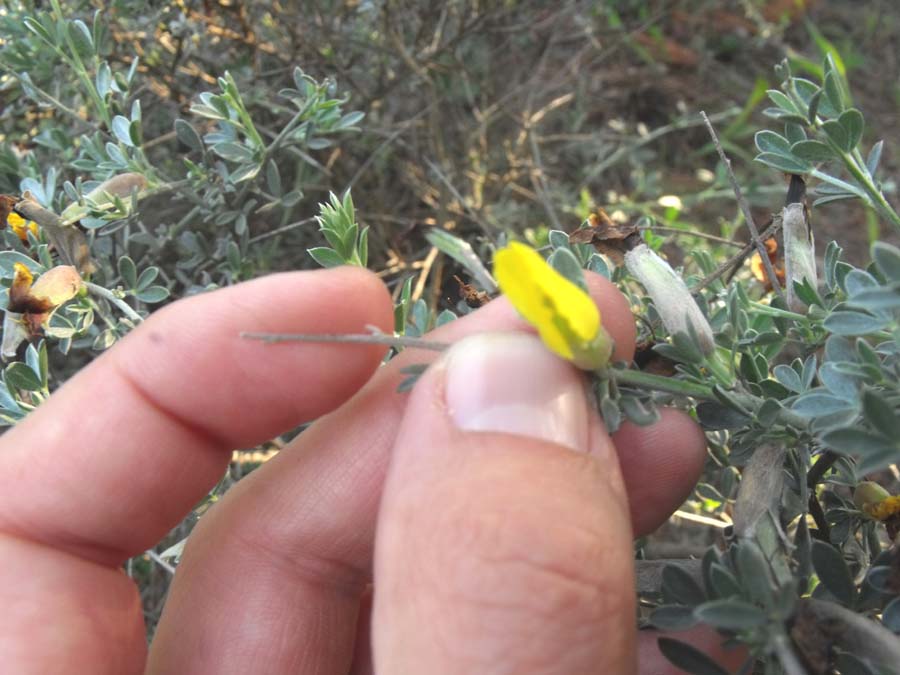 Cytisus spinescens / Citiso spinoso